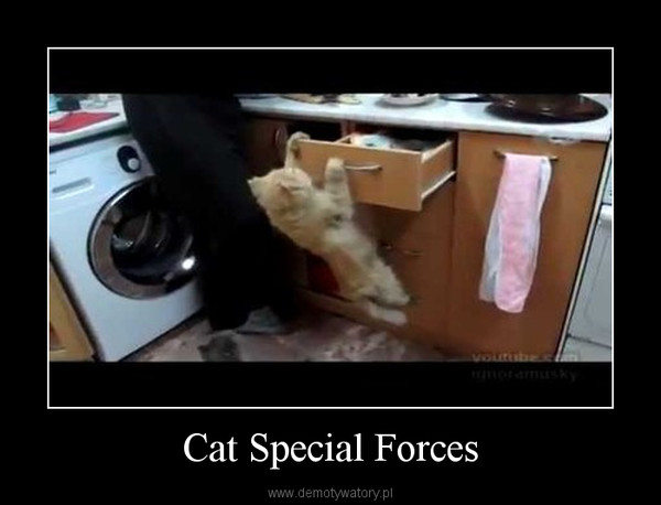 Cat Special Forces –  