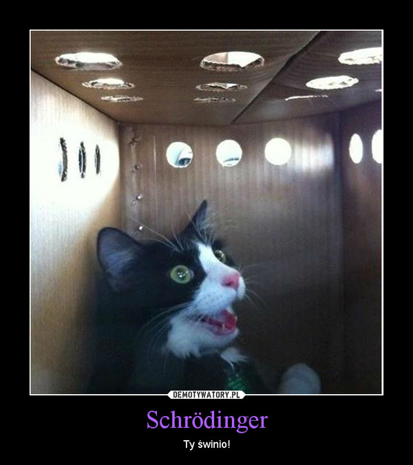 Schrödinger – Ty świnio! 
