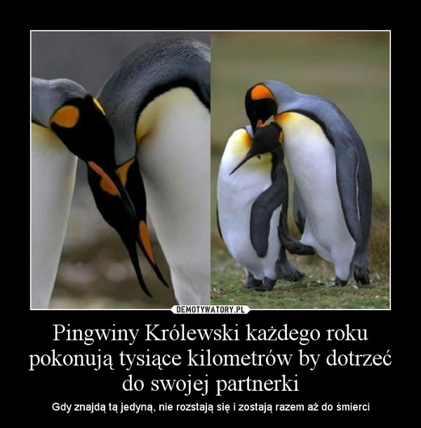 Pingwiny Królewski każdego roku pokonują tysiące kilometrów by dotrzeć do swojej partnerki – Gdy znajdą tą jedyną, nie rozstają się i zostają razem aż do śmierci 