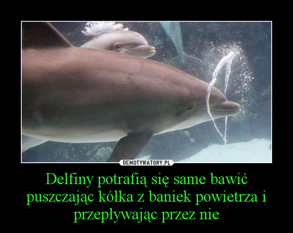 Delfiny potrafią się same bawić puszczając kółka z baniek powietrza i przepływając przez nie –  