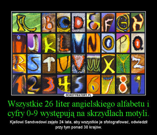 Wszystkie 26 liter angielskiego alfabetu i cyfry 0-9 występują na skrzydłach motyli.
