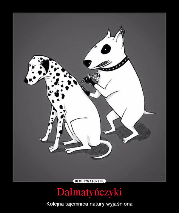 Dalmatyńczyki