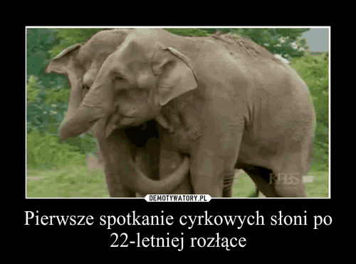 Pierwsze spotkanie cyrkowych słoni po 22-letniej rozłące –  