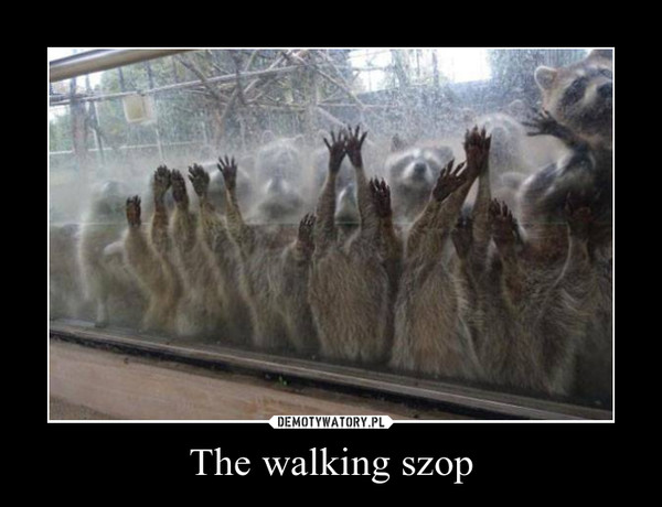 The walking szop –  
