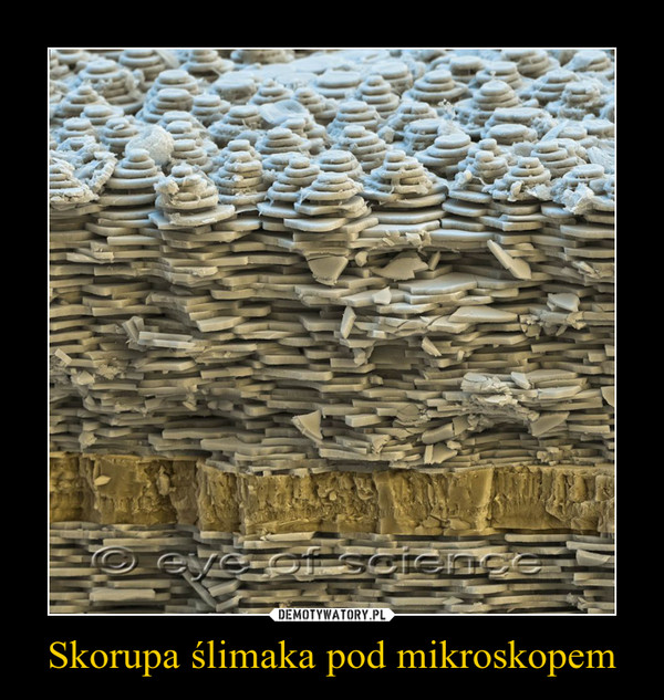 Skorupa ślimaka pod mikroskopem –  