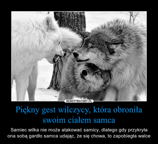 Piękny gest wilczycy, która obroniła swoim ciałem samca – Samiec wilka nie może atakować samicy, dlatego gdy przykryła ona sobą gardło samca udając, że się chowa, to zapobiegła walce 