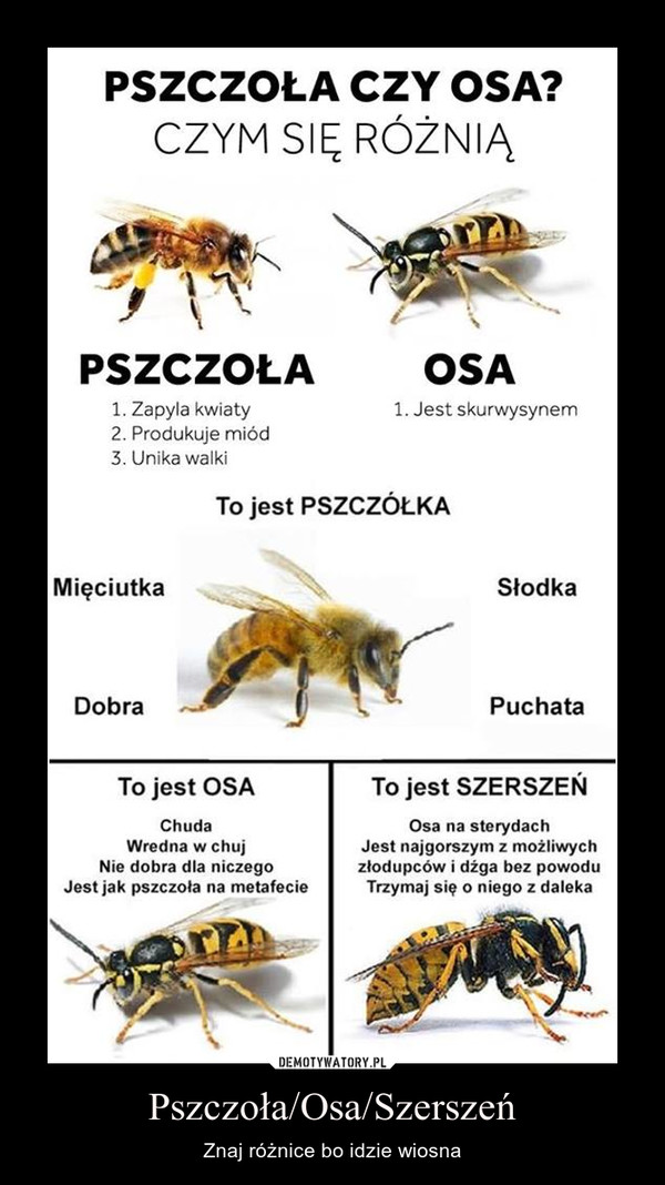 Pszczoła/Osa/Szerszeń – Znaj różnice bo idzie wiosna 