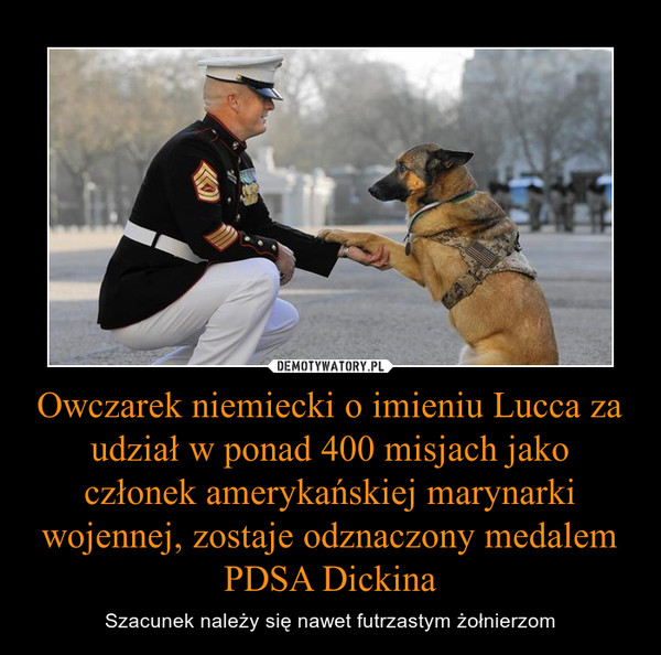 Owczarek niemiecki o imieniu Lucca za udział w ponad 400 misjach jako członek amerykańskiej marynarki wojennej, zostaje odznaczony medalem PDSA Dickina – Szacunek należy się nawet futrzastym żołnierzom 