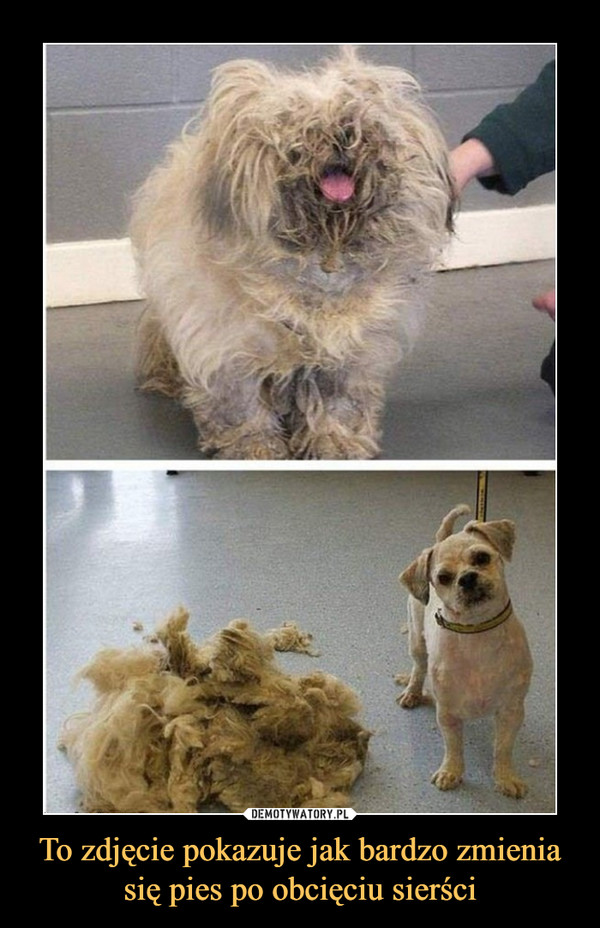 To zdjęcie pokazuje jak bardzo zmienia się pies po obcięciu sierści –  