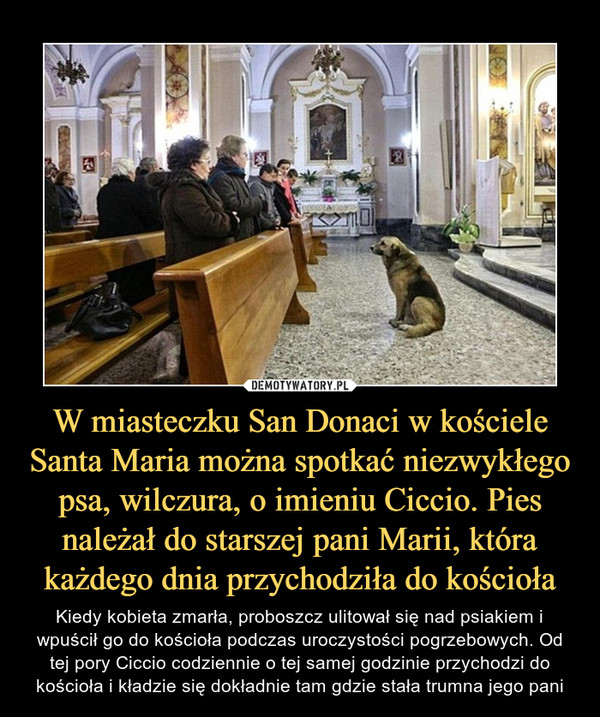 W miasteczku San Donaci w kościele Santa Maria można spotkać niezwykłego psa, wilczura, o imieniu Ciccio. Pies należał do starszej pani Marii, która każdego dnia przychodziła do kościoła – Kiedy kobieta zmarła, proboszcz ulitował się nad psiakiem i wpuścił go do kościoła podczas uroczystości pogrzebowych. Od tej pory Ciccio codziennie o tej samej godzinie przychodzi do kościoła i kładzie się dokładnie tam gdzie stała trumna jego pani 