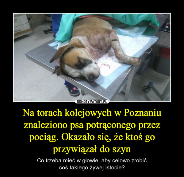 Na torach kolejowych w Poznaniu znaleziono psa potrąconego przez pociąg. Okazało się, że ktoś go przywiązał do szyn – Co trzeba mieć w głowie, aby celowo zrobićcoś takiego żywej istocie? 