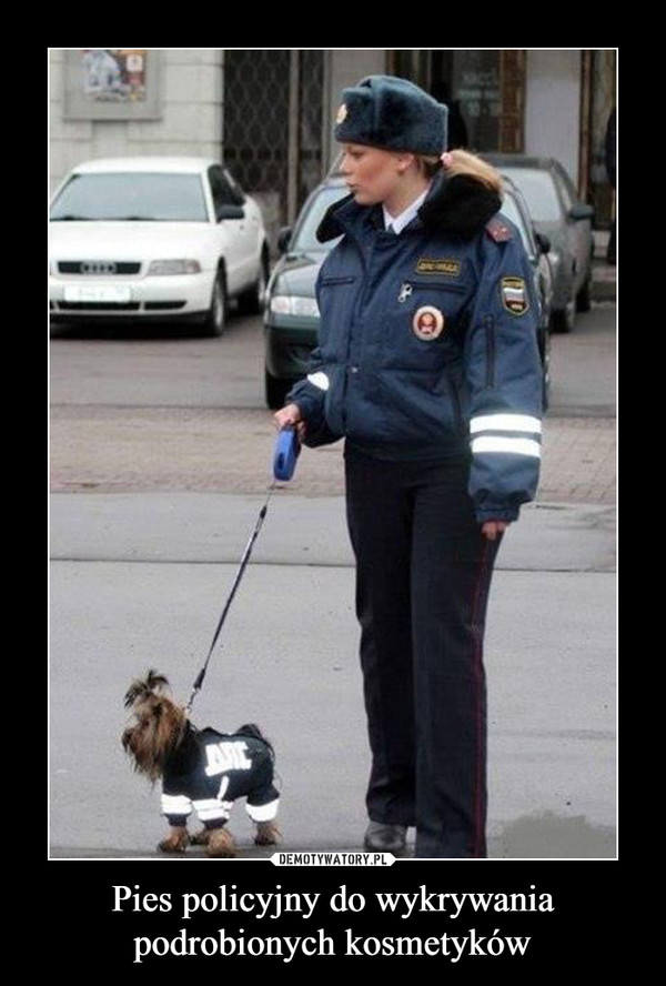 Pies policyjny do wykrywania podrobionych kosmetyków