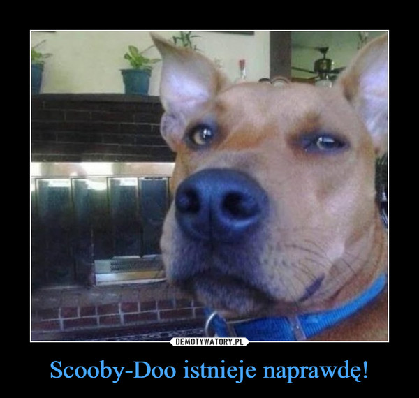 Scooby-Doo istnieje naprawdę! –  