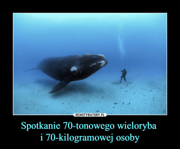 Spotkanie 70-tonowego wieloryba i 70-kilogramowej osoby –  