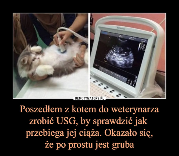 Poszedłem z kotem do weterynarza zrobić USG, by sprawdzić jak przebiega jej ciąża. Okazało się,że po prostu jest gruba –  