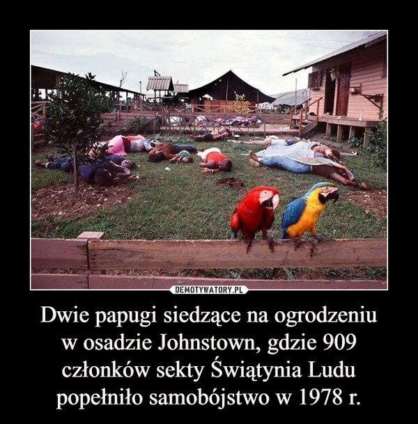 Dwie papugi siedzące na ogrodzeniuw osadzie Johnstown, gdzie 909 członków sekty Świątynia Ludu popełniło samobójstwo w 1978 r. –  