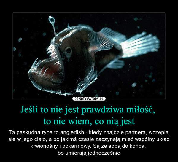 Jeśli to nie jest prawdziwa miłość, to nie wiem, co nią jest – Ta paskudna ryba to anglerfish - kiedy znajdzie partnera, wczepia się w jego ciało, a po jakimś czasie zaczynają mieć wspólny układ krwionośny i pokarmowy. Są ze sobą do końca, bo umierają jednocześnie 