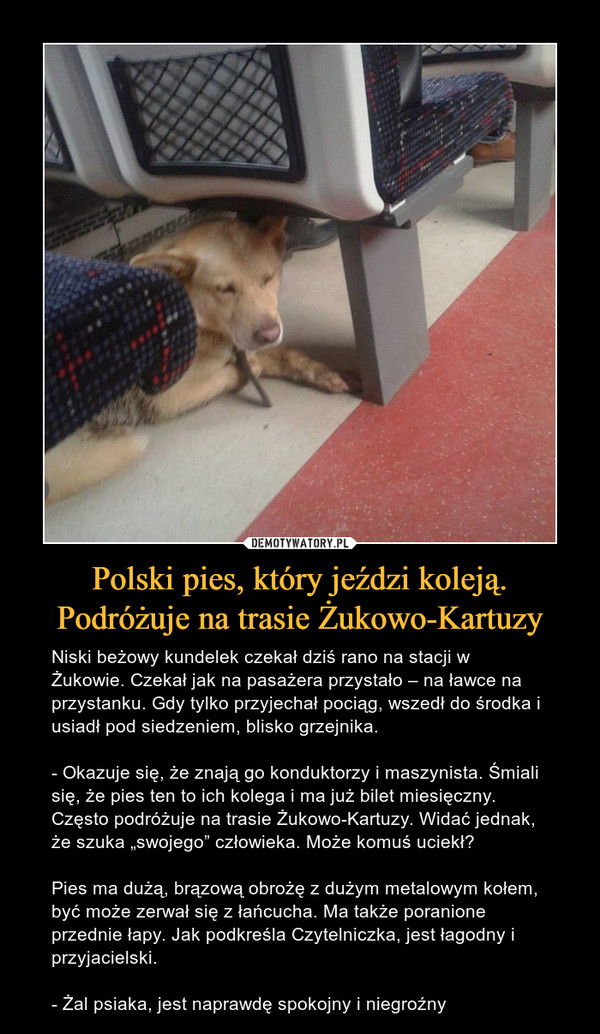 Polski pies, który jeździ koleją. Podróżuje na trasie Żukowo-Kartuzy