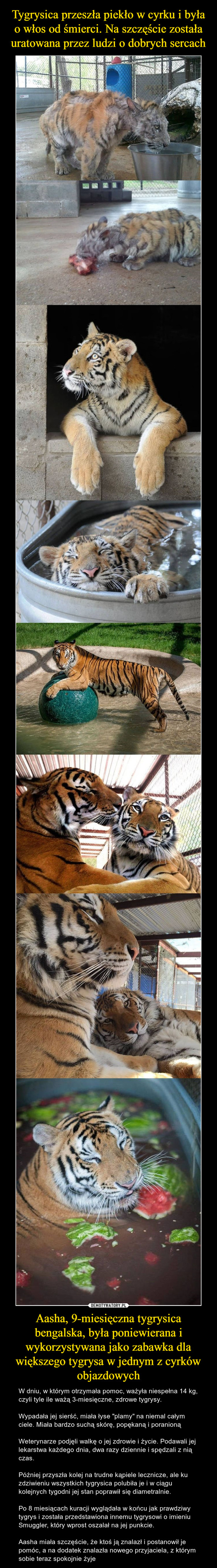 Tygrysica przeszła piekło w cyrku i była o włos od śmierci. Na szczęście została uratowana przez ludzi o dobrych sercach Aasha, 9-miesięczna tygrysica bengalska, była poniewierana i wykorzystywana jako zabawka dla większego tygrysa w jednym z cyrków objazdowych