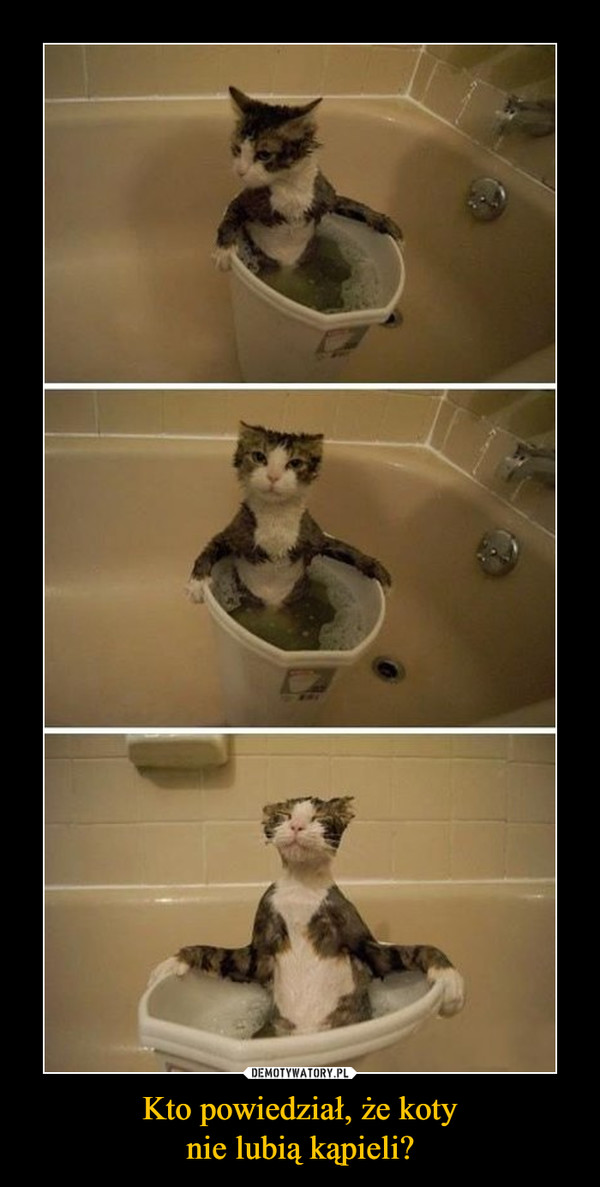 Kto powiedział, że kotynie lubią kąpieli? –  