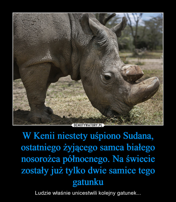 W Kenii niestety uśpiono Sudana, ostatniego żyjącego samca białego nosorożca północnego. Na świecie zostały już tylko dwie samice tego gatunku – Ludzie właśnie unicestwili kolejny gatunek... 