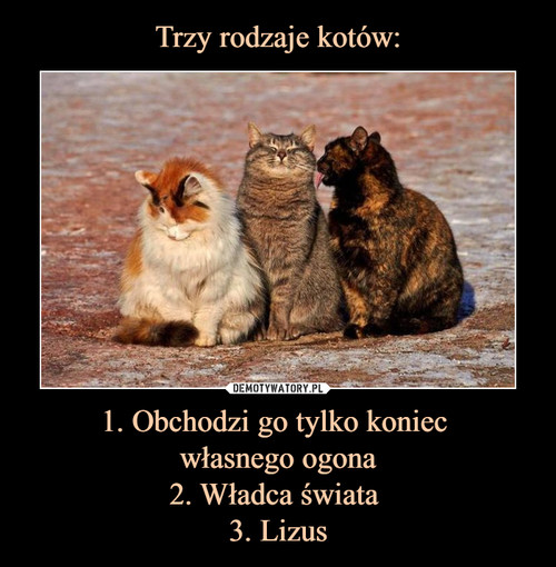 Trzy rodzaje kotów: 1. Obchodzi go tylko koniec 
własnego ogona
2. Władca świata 
3. Lizus