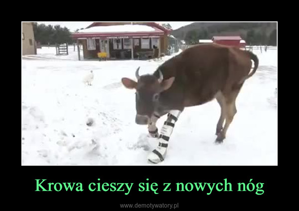 Krowa cieszy się z nowych nóg –  