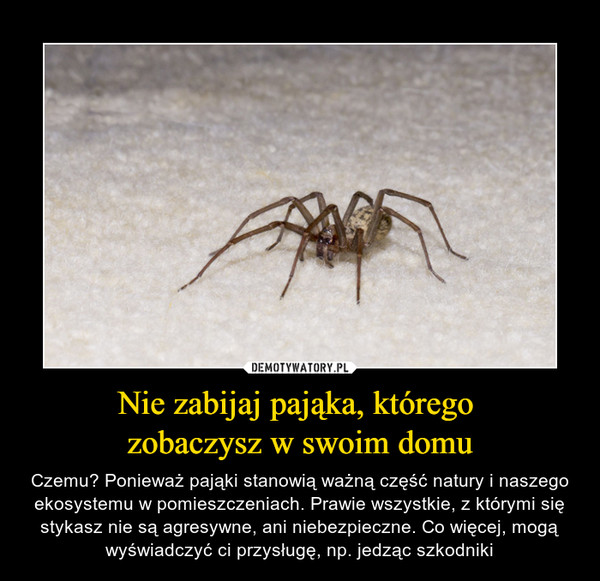 Nie zabijaj pająka, którego zobaczysz w swoim domu – Czemu? Ponieważ pająki stanowią ważną część natury i naszego ekosystemu w pomieszczeniach. Prawie wszystkie, z którymi się stykasz nie są agresywne, ani niebezpieczne. Co więcej, mogą wyświadczyć ci przysługę, np. jedząc szkodniki 