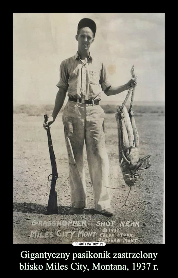 Gigantyczny pasikonik zastrzelony blisko Miles City, Montana, 1937 r. –  