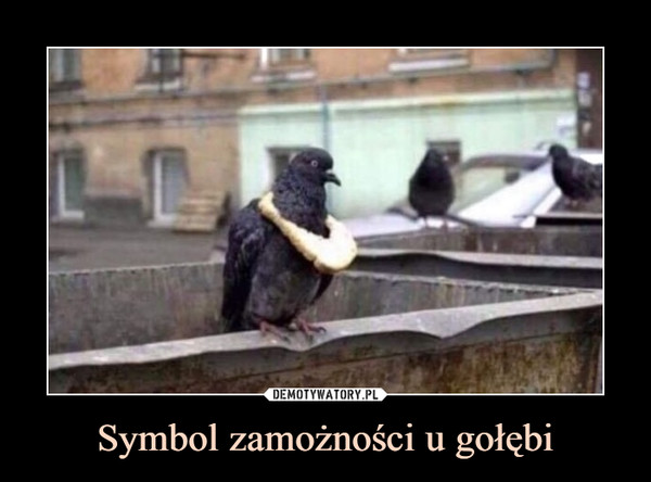 Symbol zamożności u gołębi –  