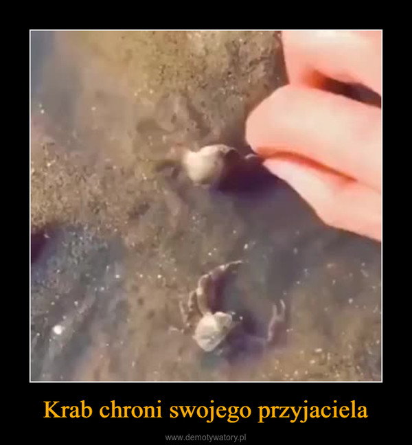 Krab chroni swojego przyjaciela –  