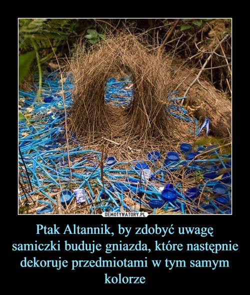 Ptak Altannik, by zdobyć uwagę samiczki buduje gniazda, które następnie dekoruje przedmiotami w tym samym kolorze
