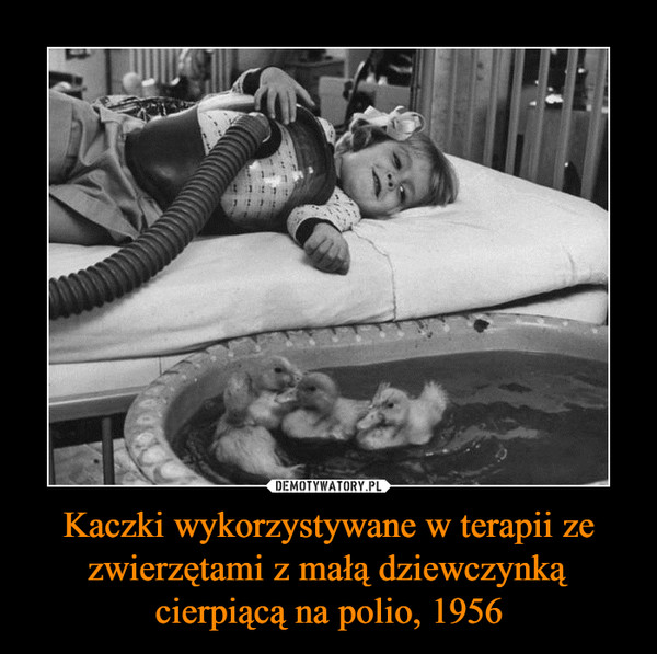 Kaczki wykorzystywane w terapii ze zwierzętami z małą dziewczynką cierpiącą na polio, 1956 –  
