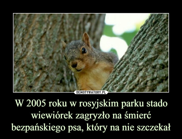 W 2005 roku w rosyjskim parku stado wiewiórek zagryzło na śmierć bezpańskiego psa, który na nie szczekał –  