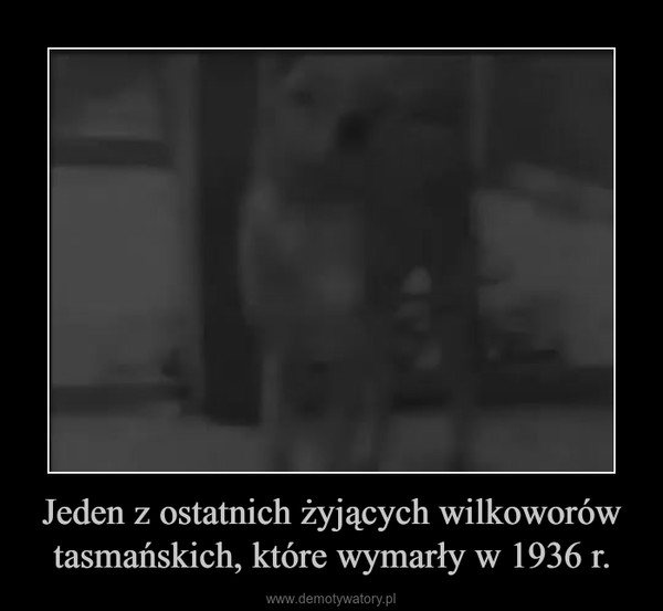 Jeden z ostatnich żyjących wilkoworów tasmańskich, które wymarły w 1936 r. –  