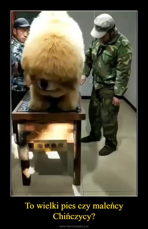 To wielki pies czy maleńcy Chińczycy? –  