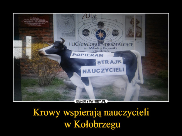 Krowy wspierają nauczycieli w Kołobrzegu –  POPIERAM STRAJK NAUCZYCIELI