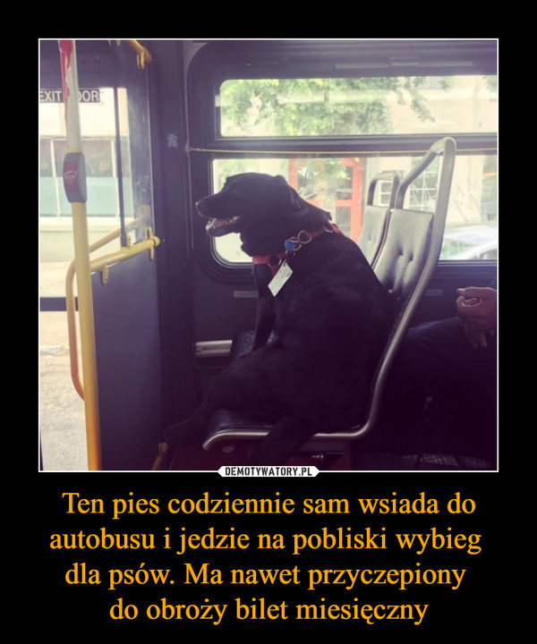 Ten pies codziennie sam wsiada do autobusu i jedzie na pobliski wybieg dla psów. Ma nawet przyczepiony do obroży bilet miesięczny –  