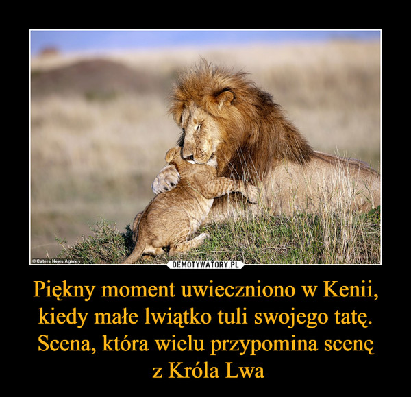Piękny moment uwieczniono w Kenii, kiedy małe lwiątko tuli swojego tatę. Scena, która wielu przypomina scenę
 z Króla Lwa