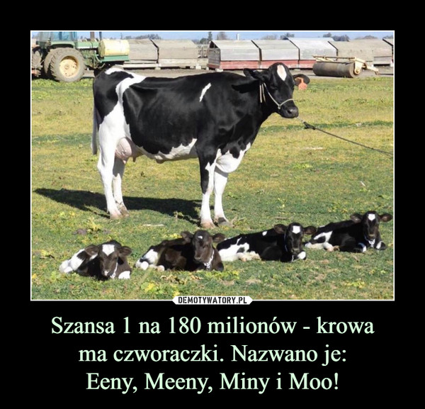 Szansa 1 na 180 milionów - krowama czworaczki. Nazwano je:Eeny, Meeny, Miny i Moo! –  