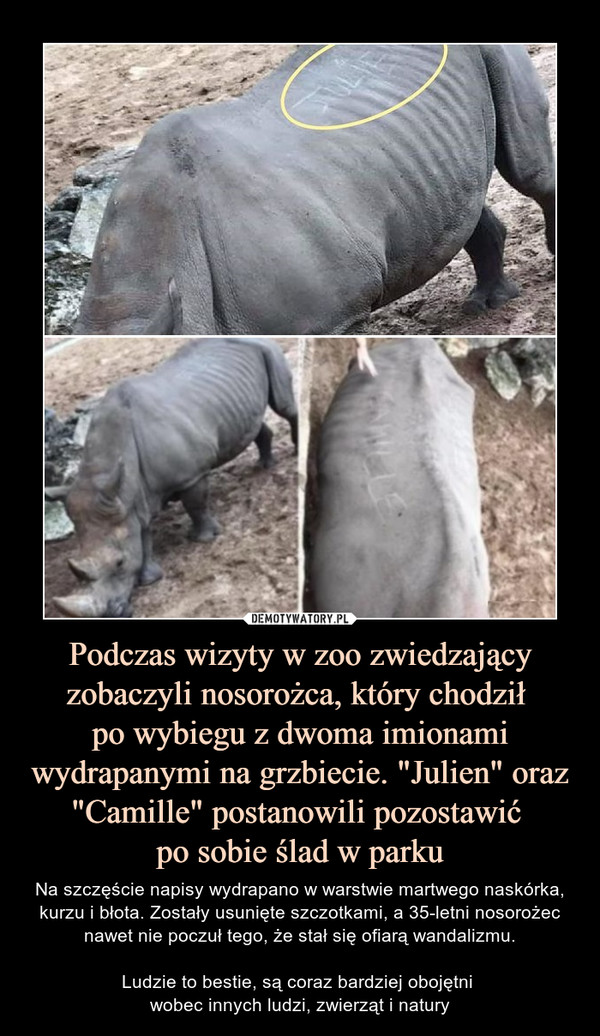 Podczas wizyty w zoo zwiedzajÄ…cy zobaczyli nosoroÅ¼ca, ktÃ³ry chodziÅ‚ po wybiegu z dwoma imionami wydrapanymi na grzbiecie. "Julien" oraz "Camille" postanowili pozostawiÄ‡ po sobie Å›lad w parku â€“ Na szczÄ™Å›cie napisy wydrapano w warstwie martwego naskÃ³rka, kurzu i bÅ‚ota. ZostaÅ‚y usuniÄ™te szczotkami, a 35-letni nosoroÅ¼ec nawet nie poczuÅ‚ tego, Å¼e staÅ‚ siÄ™ ofiarÄ… wandalizmu.Ludzie to bestie, sÄ… coraz bardziej obojÄ™tni wobec innych ludzi, zwierzÄ…t i natury 