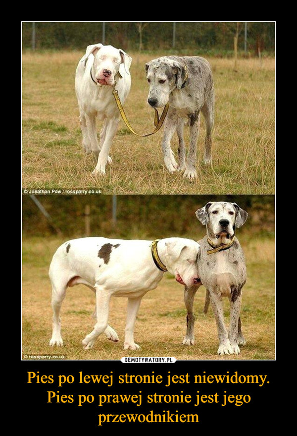 Pies po lewej stronie jest niewidomy. Pies po prawej stronie jest jego przewodnikiem –  