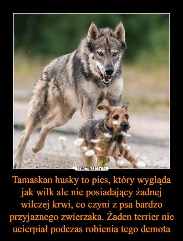 Tamaskan husky to pies, który wygląda jak wilk ale nie posiadający żadnej wilczej krwi, co czyni z psa bardzo przyjaznego zwierzaka. Żaden terrier nie ucierpiał podczas robienia tego demota –  