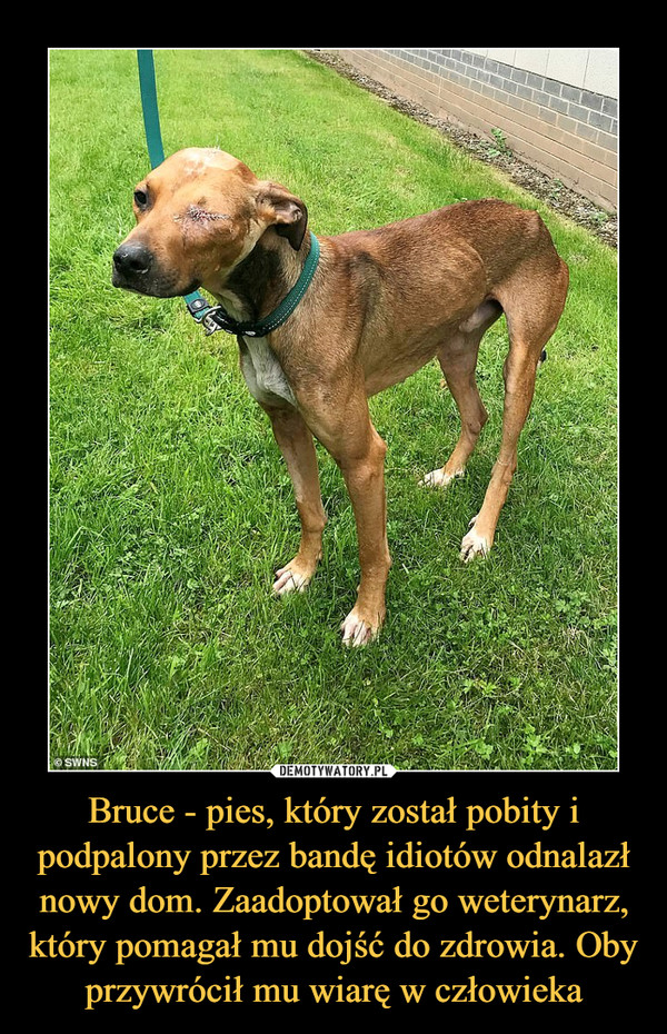Bruce - pies, który został pobity i podpalony przez bandę idiotów odnalazł nowy dom. Zaadoptował go weterynarz, który pomagał mu dojść do zdrowia. Oby przywrócił mu wiarę w człowieka –  