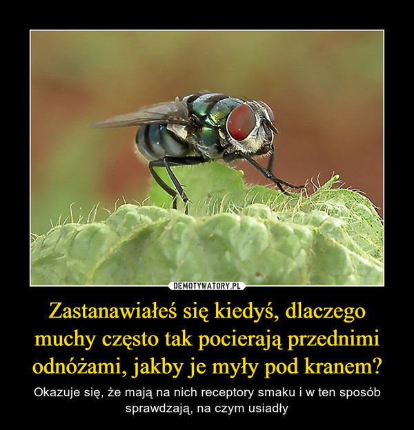Zastanawiałeś się kiedyś, dlaczego muchy często tak pocierają przednimi odnóżami, jakby je myły pod kranem? – Okazuje się, że mają na nich receptory smaku i w ten sposób sprawdzają, na czym usiadły 