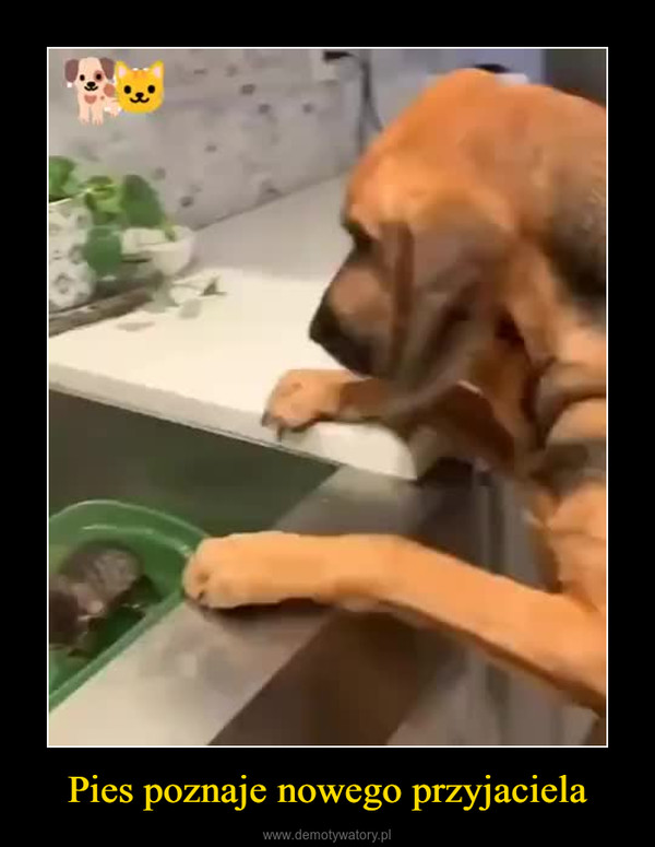 Pies poznaje nowego przyjaciela –  