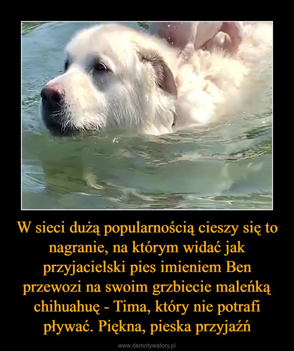 W sieci dużą popularnością cieszy się to nagranie, na którym widać jak przyjacielski pies imieniem Ben przewozi na swoim grzbiecie maleńką chihuahuę - Tima, który nie potrafi pływać. Piękna, pieska przyjaźń –  