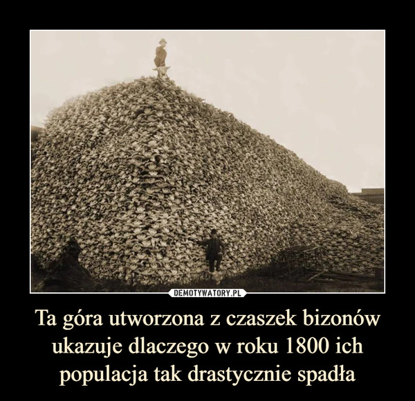 Ta góra utworzona z czaszek bizonów ukazuje dlaczego w roku 1800 ich populacja tak drastycznie spadła –  