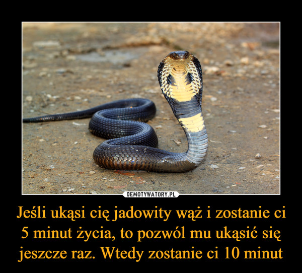 Jeśli ukąsi cię jadowity wąż i zostanie ci 5 minut życia, to pozwól mu ukąsić się jeszcze raz. Wtedy zostanie ci 10 minut –  