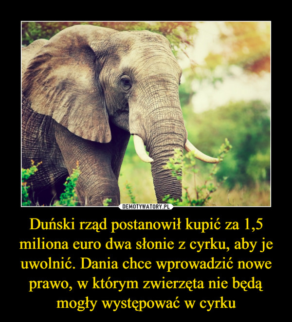 Duński rząd postanowił kupić za 1,5 miliona euro dwa słonie z cyrku, aby je uwolnić. Dania chce wprowadzić nowe prawo, w którym zwierzęta nie będą mogły występować w cyrku –  